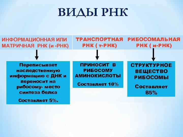 ВИДЫ РНК ИНФОРМАЦИОННАЯ ИЛИ МАТРИЧНАЯ РНК (и -РНК) Переписывает наследственную информацию с ДНК и