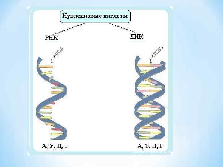 Днк и рнк рисунок