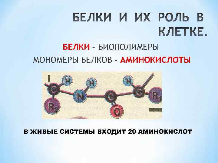 БЕЛКИ – БИОПОЛИМЕРЫ МОНОМЕРЫ БЕЛКОВ - АМИНОКИСЛОТЫ В ЖИВЫЕ СИСТЕМЫ ВХОДИТ 20 АМИНОКИСЛОТ 