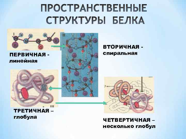 Установи рисунок на котором представлена первичная структура белка