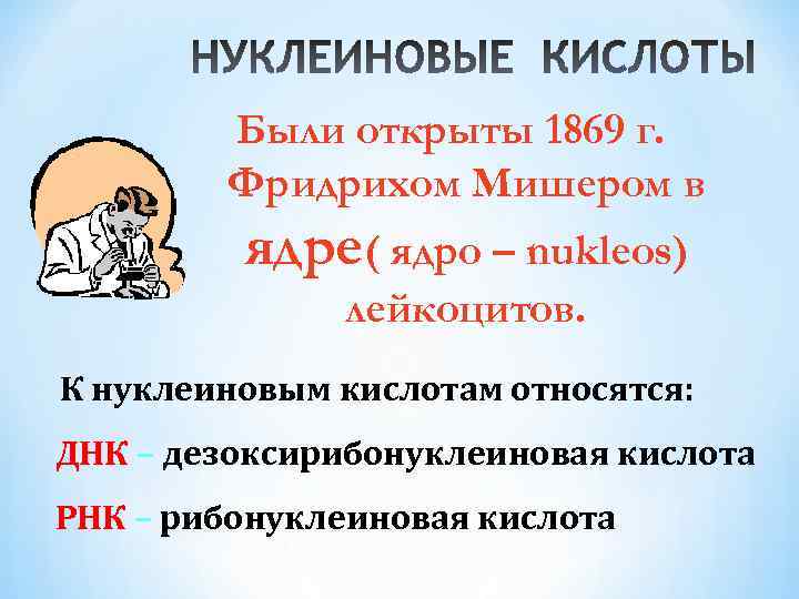 Были открыты 1869 г. Фридрихом Мишером в ядре( ядро – nukleos) лейкоцитов. К нуклеиновым