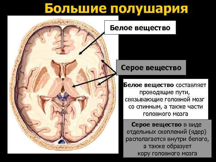 Белое вещество Серое вещество Белое вещество составляет проводящие пути, связывающие головной мозг со спинным,