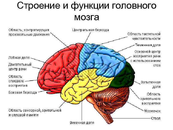 Строение и функции головного мозга 