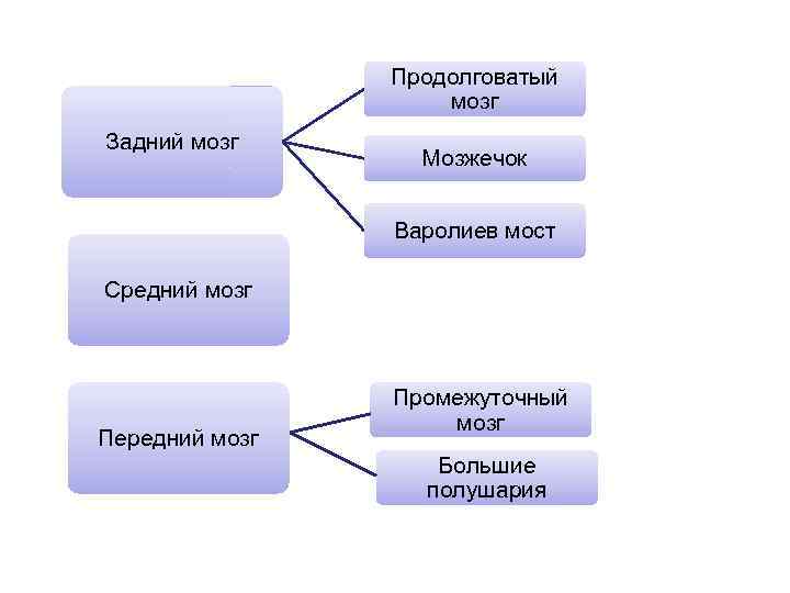 Продолговатый мозг Задний мозг Мозжечок Варолиев мост Средний мозг Передний мозг Промежуточный мозг Большие