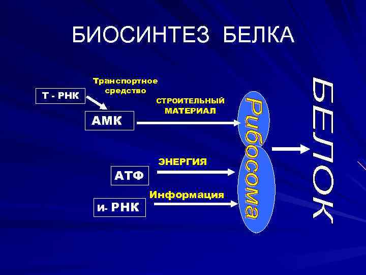 БИОСИНТЕЗ БЕЛКА Т - РНК Транспортное средство СТРОИТЕЛЬНЫЙ АМК АТФ И- РНК МАТЕРИАЛ ЭНЕРГИЯ