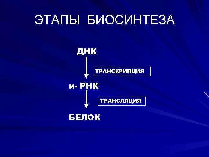 ЭТАПЫ БИОСИНТЕЗА ДНК ТРАНСКРИПЦИЯ и- РНК ТРАНСЛЯЦИЯ БЕЛОК 