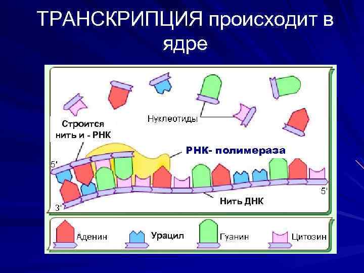 ТРАНСКРИПЦИЯ происходит в ядре Строится нить и - РНК- полимераза Нить ДНК Урацил 