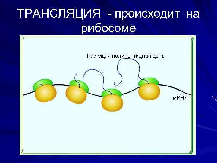 ТРАНСЛЯЦИЯ - происходит на рибосоме 