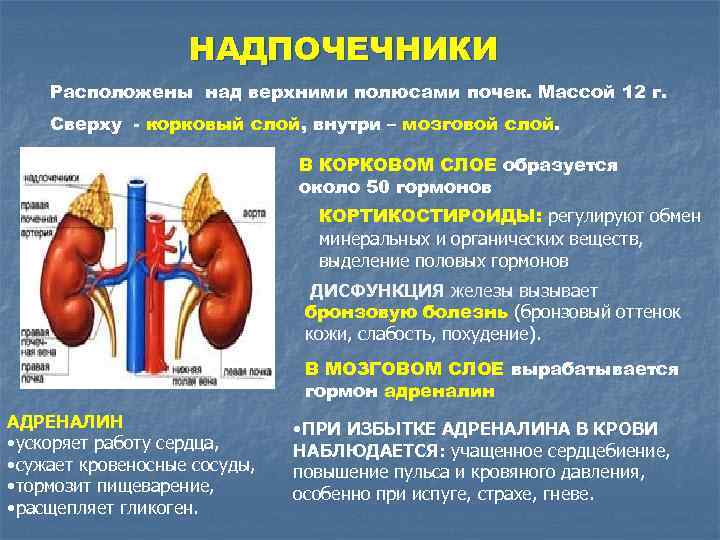 НАДПОЧЕЧНИКИ Расположены над верхними полюсами почек. Массой 12 г. Сверху - корковый слой, внутри