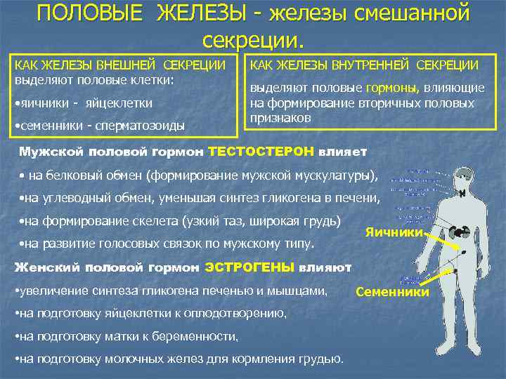 ПОЛОВЫЕ ЖЕЛЕЗЫ - железы смешанной секреции. КАК ЖЕЛЕЗЫ ВНЕШНЕЙ СЕКРЕЦИИ выделяют половые клетки: •