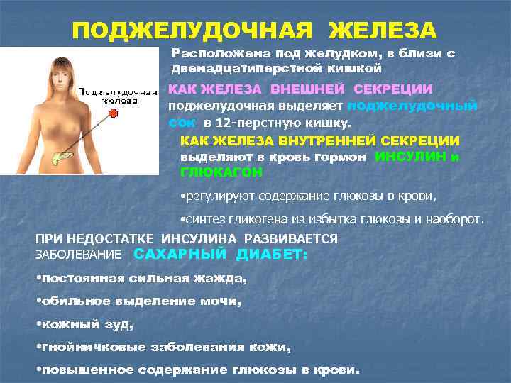 ПОДЖЕЛУДОЧНАЯ ЖЕЛЕЗА Расположена под желудком, в близи с двенадцатиперстной кишкой КАК ЖЕЛЕЗА ВНЕШНЕЙ СЕКРЕЦИИ