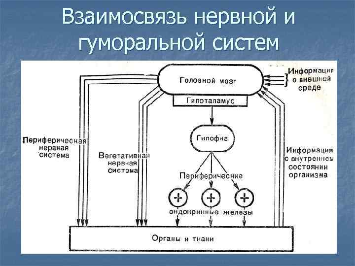 Взаимосвязь нервной и гуморальной систем 