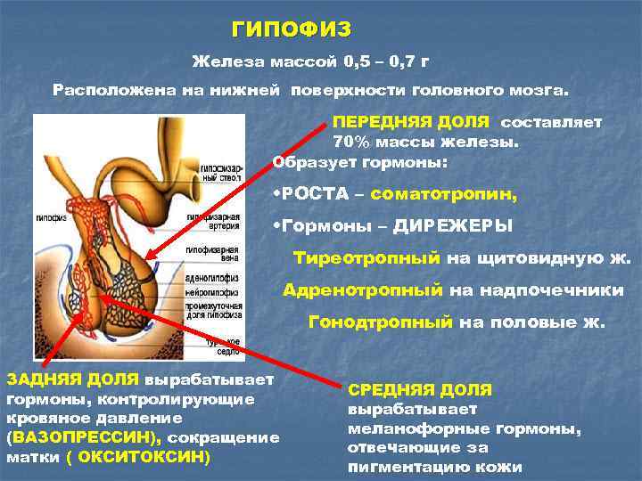 ГИПОФИЗ Железа массой 0, 5 – 0, 7 г Расположена на нижней поверхности головного