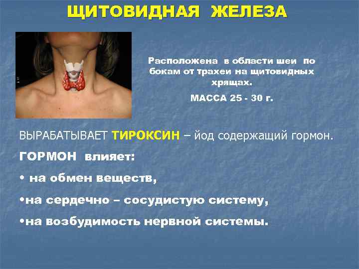 ЩИТОВИДНАЯ ЖЕЛЕЗА Расположена в области шеи по бокам от трахеи на щитовидных хрящах. МАССА