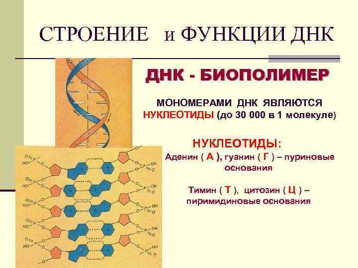 Структура дезоксирибонуклеиновой кислоты (ДНК).. Строение нуклеотида ДНК кратко. Строение и функции молекулы ДНК кратко. Рисунок биополимеров