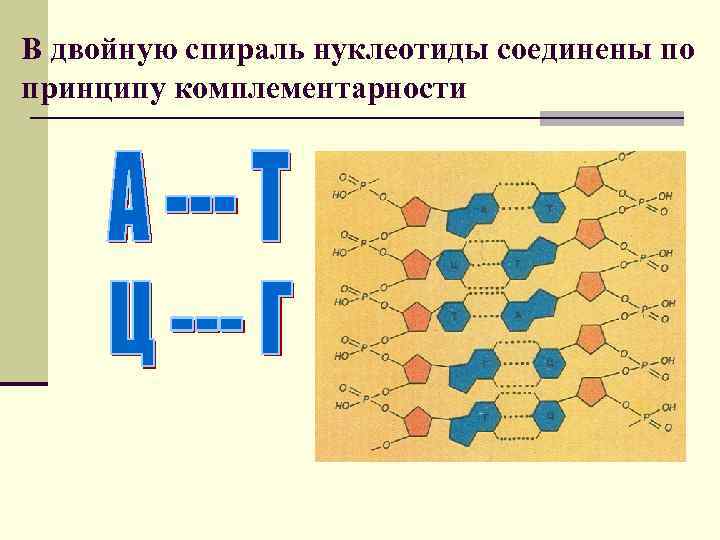 Ген состоит из нуклеотидов. Принцип комплементарности нуклеиновых кислот. РНК комплементарность принцип комплементарности. Комплементарность азотистых оснований в РНК. Строение ДНК принцип комплементарности.