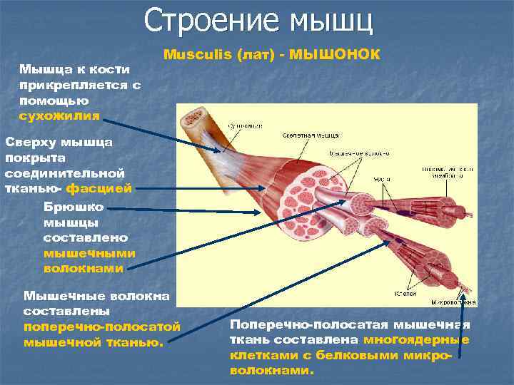 Строение мышц Мышца к кости прикрепляется с помощью сухожилия Musculis (лат) - МЫШОНОК Сверху