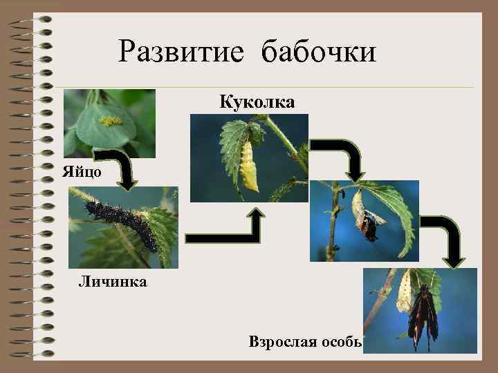 Какое слово пропущено яйцо личинка куколка