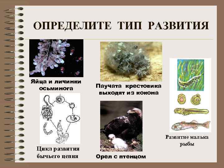 ОПРЕДЕЛИТЕ ТИП РАЗВИТИЯ Яйца и личинки осьминога Цикл развития бычьего цепня Паучата крестовика выходят