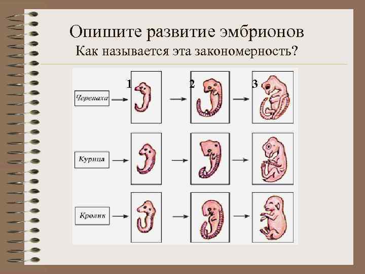 Опишите развитие эмбрионов Как называется эта закономерность? 1 2 3 