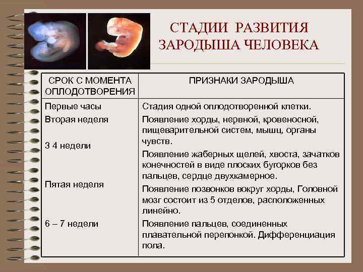 Наличие у зародыша человека. Эмбриональный период развития плода. Стадии развития зародыша человека. Этапы развития эмбриона. Этапы формирования зародыша человека.