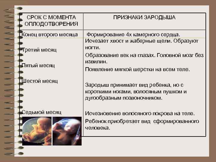 СРОК С МОМЕНТА ОПЛОДОТВОРЕНИЯ Конец второго месяца Третий месяц Пятый месяц Шестой месяц Седьмой