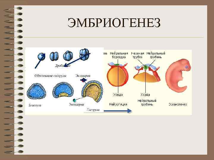 Этапы эмбриогенеза. Процессы эмбриогенеза таблица. Эмбриогенез человека общая схема. Этапы эмбриогенеза таблица. Эмбриогенез таблица с рисунками.