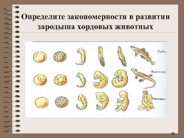 Расскажите об основных стадиях эмбрионального развития позвоночных используя рисунок