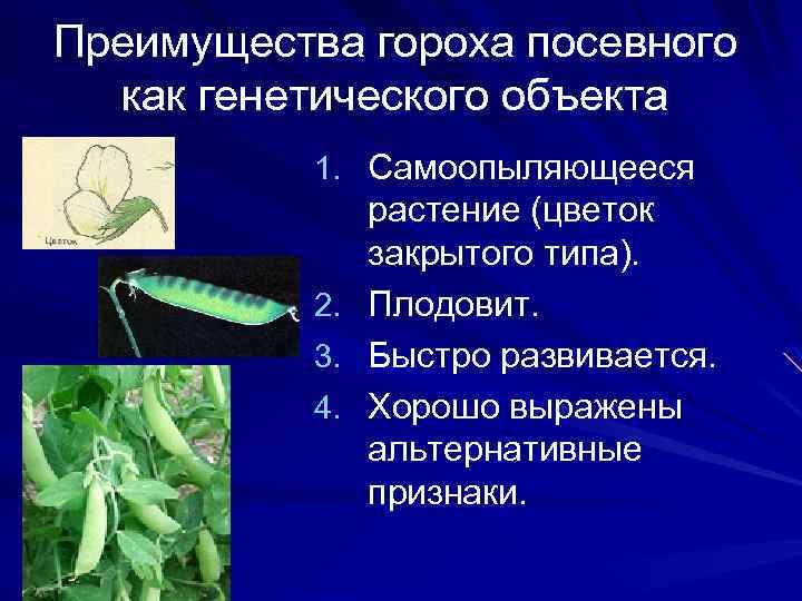 Преимущества гороха посевного как генетического объекта 1. Самоопыляющееся 2. 3. 4. растение (цветок закрытого