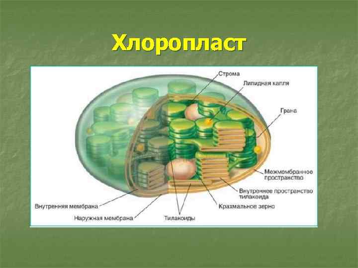 Хлоропласт 