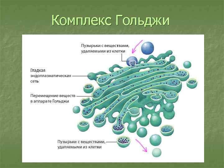 Комплекс гольджи картинка