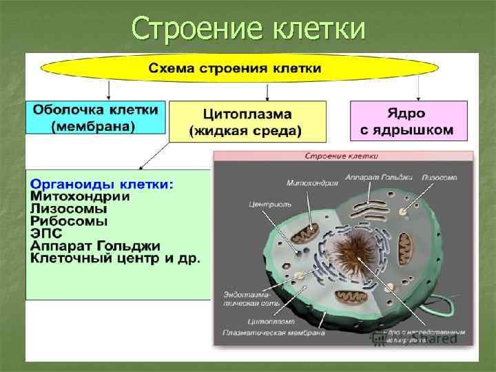 Строение клетки 