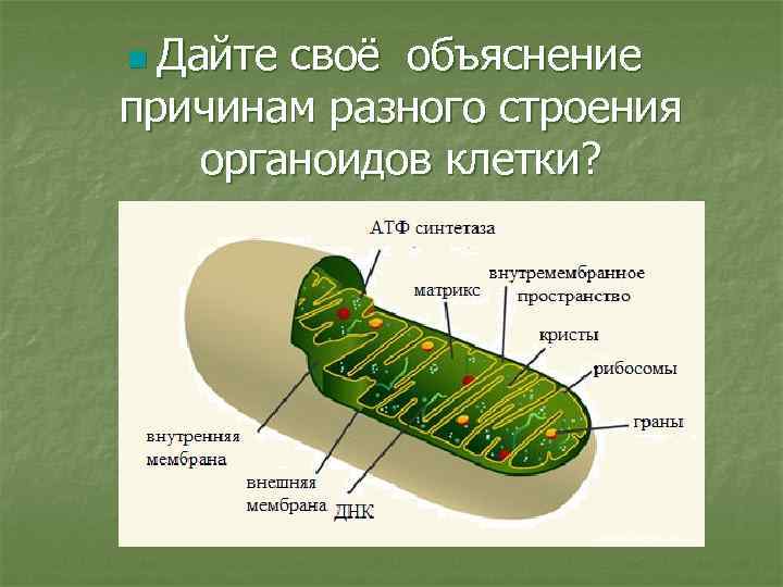 n Дайте своё объяснение причинам разного строения органоидов клетки? 