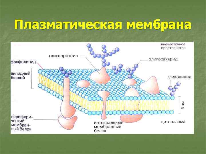 Плазматическая мембрана клетки