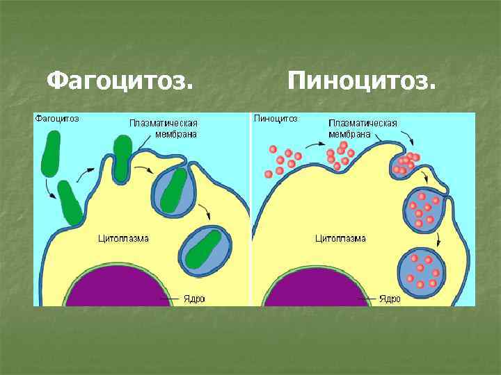 В процессе пиноцитоза происходит