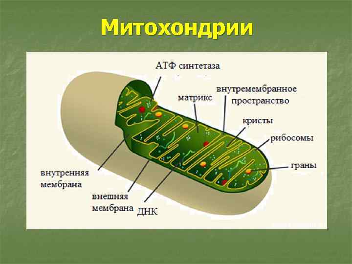 Митохондрии 