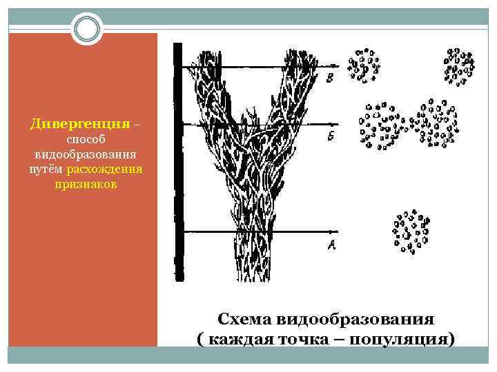 Дивергенция – способ видообразования путём расхождения признаков Схема видообразования ( каждая точка – популяция)