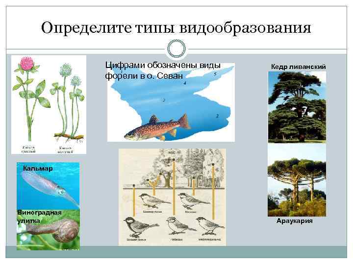 Определите типы видообразования Цифрами обозначены виды форели в о. Севан Кедр ливанский Кальмар Виноградная