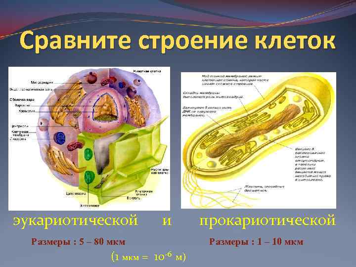 Сравните строение клеток эукариотической и Размеры : 5 – 80 мкм (1 мкм =