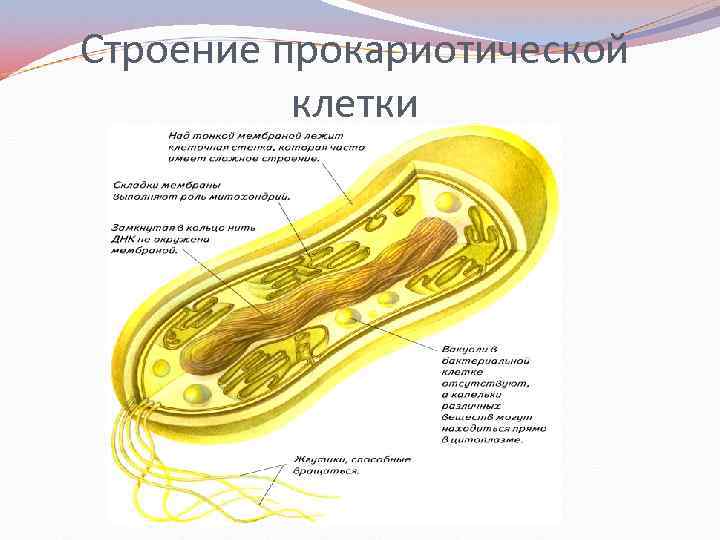 Строение прокариотической клетки 