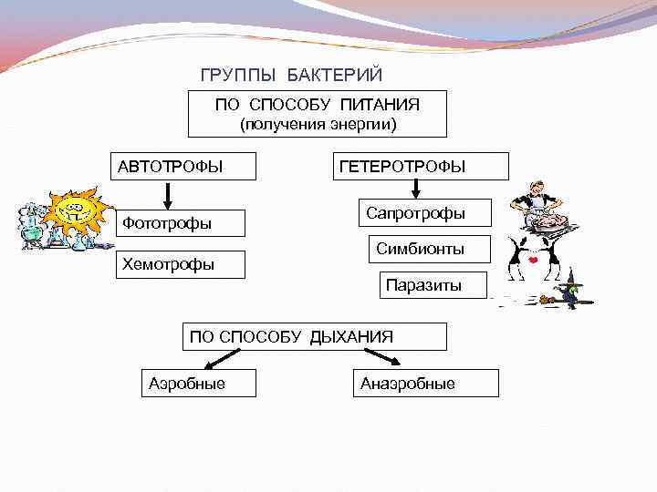 ГРУППЫ БАКТЕРИЙ ПО СПОСОБУ ПИТАНИЯ (получения энергии) АВТОТРОФЫ Фототрофы Хемотрофы ГЕТЕРОТРОФЫ Сапротрофы Симбионты Паразиты