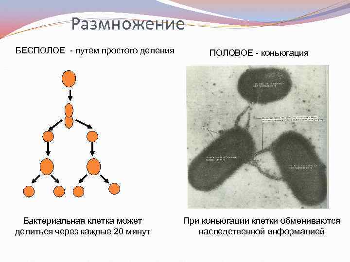 Размножение БЕСПОЛОЕ - путем простого деления Бактериальная клетка может делиться через каждые 20 минут