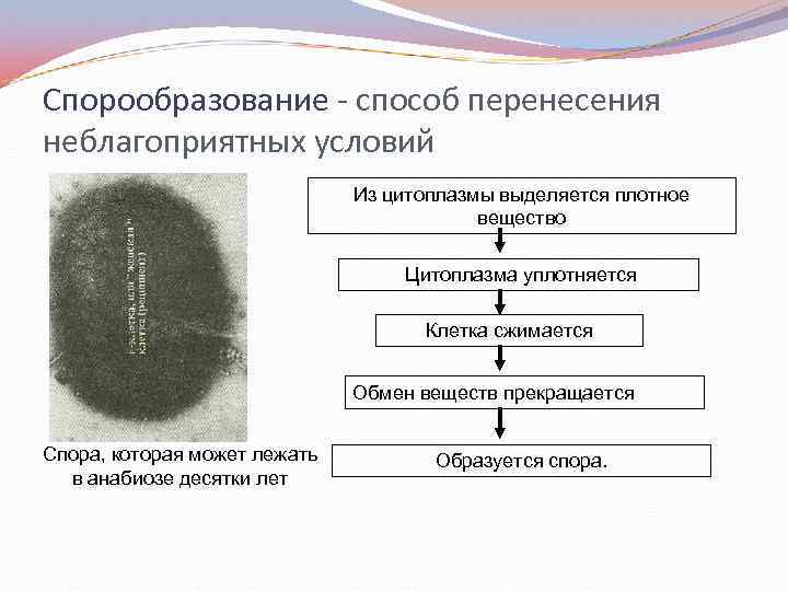 Спорообразование - способ перенесения неблагоприятных условий Из цитоплазмы выделяется плотное вещество Цитоплазма уплотняется Клетка