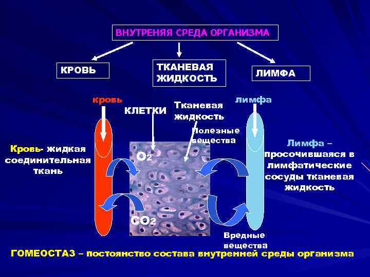 Жидкие среды организма