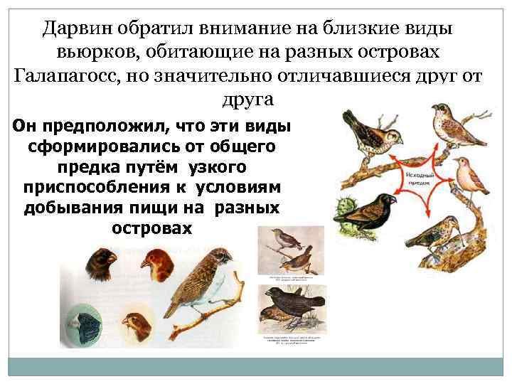 Дарвин обратил внимание на близкие виды вьюрков, обитающие на разных островах Галапагосс, но значительно