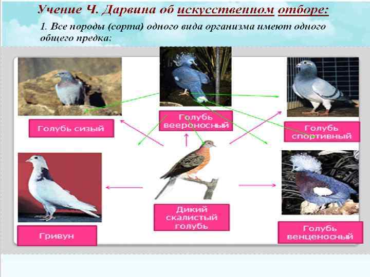 Дарвиновские породы голубей 