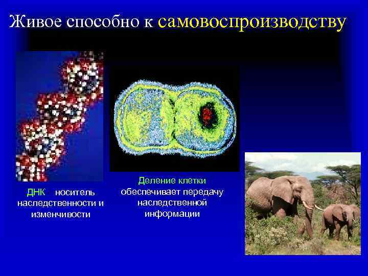 Живое способно к самовоспроизводству ДНК – носитель наследственности и изменчивости Деление клетки обеспечивает передачу