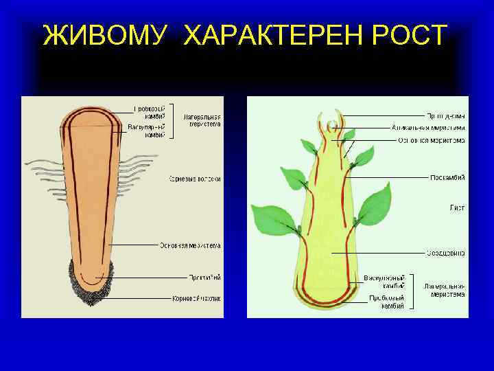 ЖИВОМУ ХАРАКТЕРЕН РОСТ 