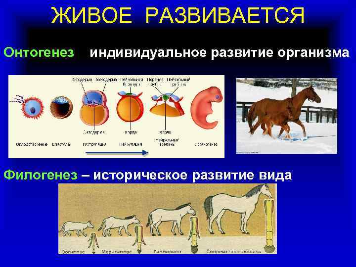 ЖИВОЕ РАЗВИВАЕТСЯ Онтогенез – индивидуальное развитие организма Филогенез – историческое развитие вида 
