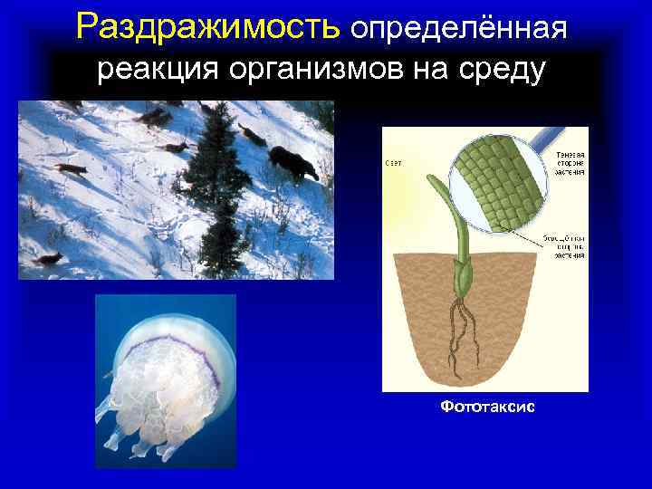 Раздражимость определённая реакция организмов на среду Фототаксис 